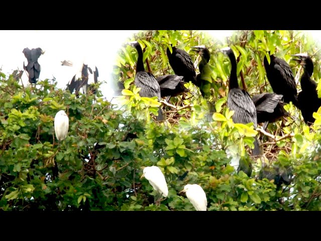 Video thumbnail for កូនសត្វក្អែកទឹក ដណ្ដើមចំណីពីមេវា​ ស៊ីនៅលើសំបុក