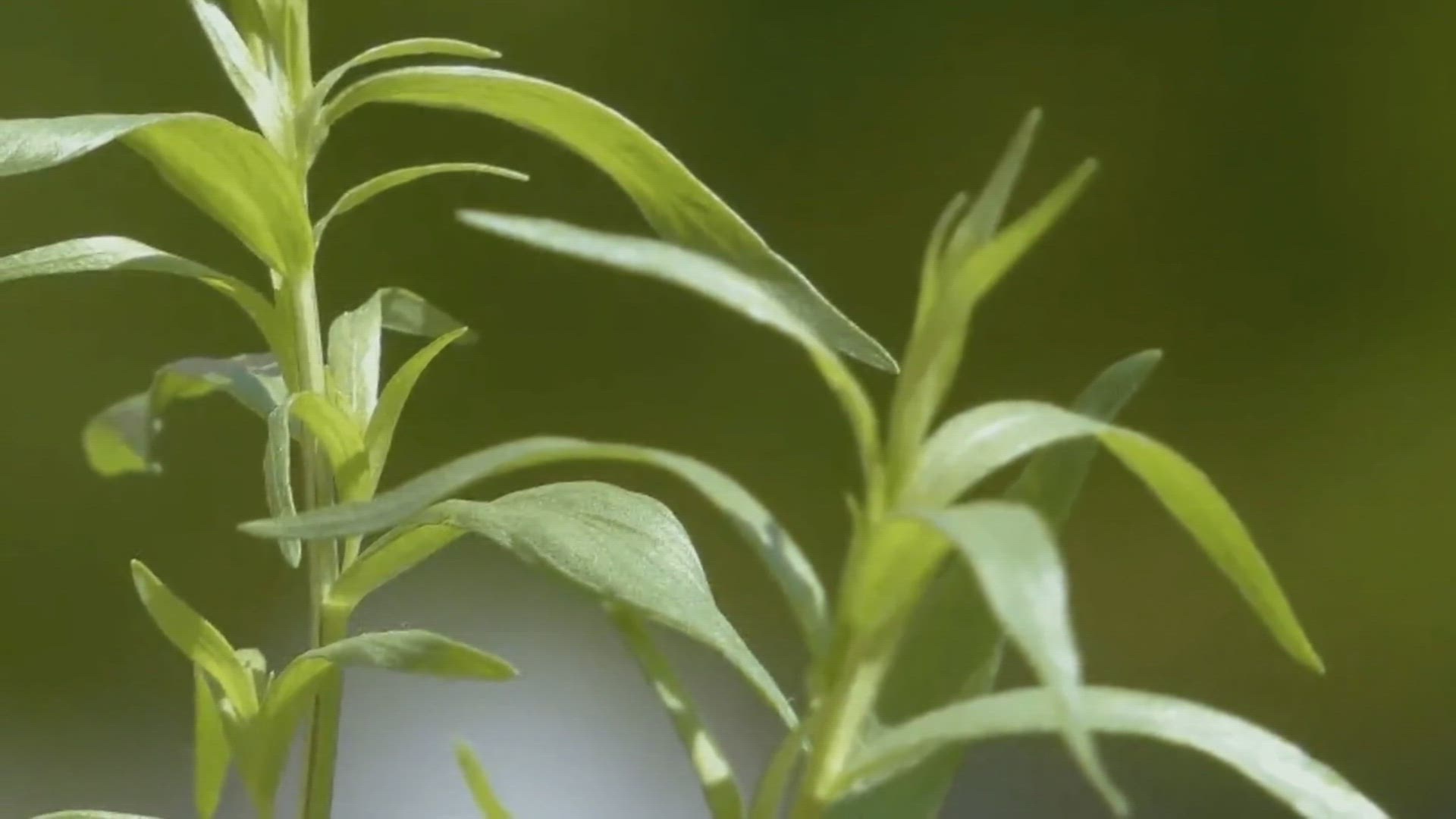 Video thumbnail for Enhance Your Herb Garden: Companion Planting with Tarragon