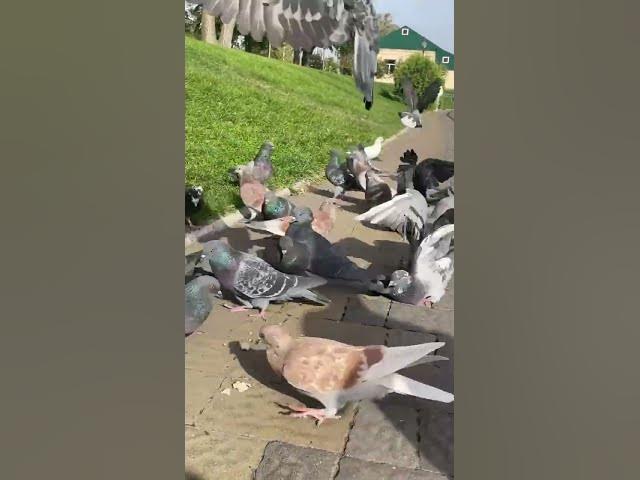 Video thumbnail for Adorable pigeonsπππ₯°#shorts