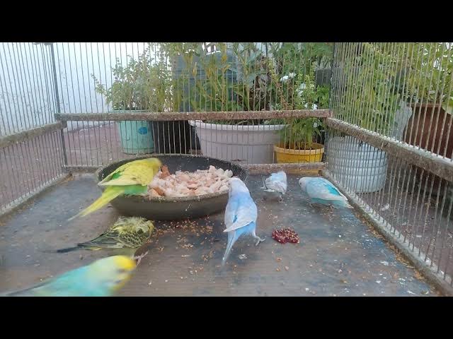 'Video thumbnail for From Cage to Stage Rainbow Parakeets Steal the Show! 🎤💖'
