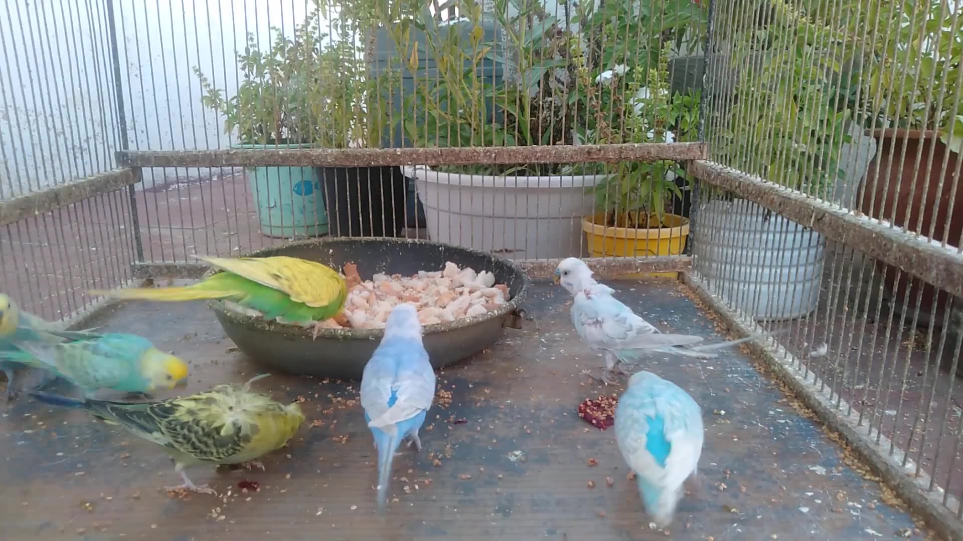 'Video thumbnail for From Cage to Stage Rainbow Parakeets Steal the Show! 🎤💖'
