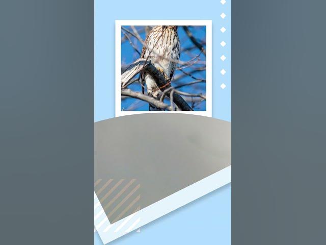 Video thumbnail for STOP Making These Common BIRD Watching Mistakes