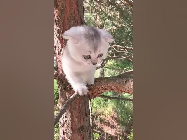 Video thumbnail for Cute Kitten || Cat lovers #ytshorts #shortsvideo #shortsviral