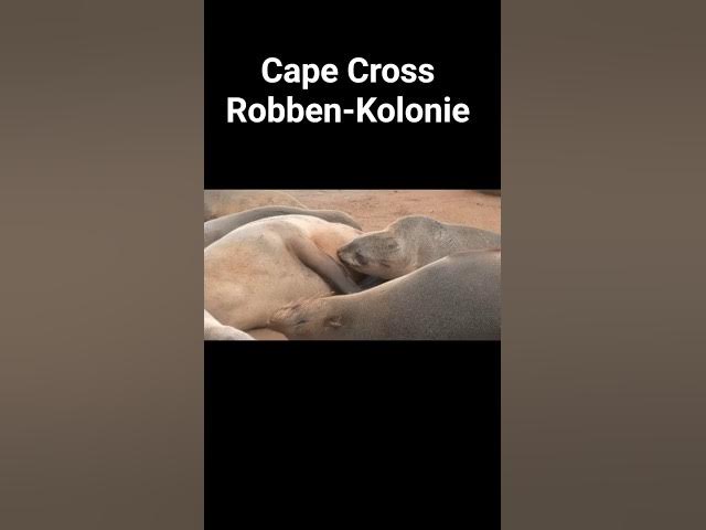 Video thumbnail for Namibias Riesen-Robbenkolonie: Geruch für Mensch & Gefahr für die Tiere #capecross #namibia