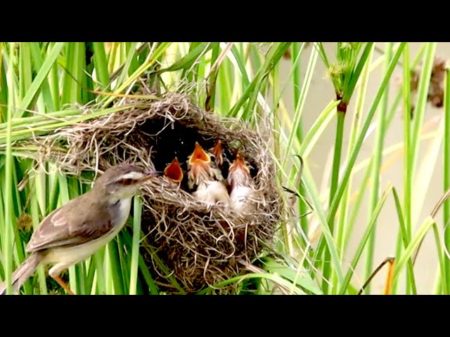 Video thumbnail for ខុសគេតែមួយក្នុងសំបុក កូនចាបស្រូវ