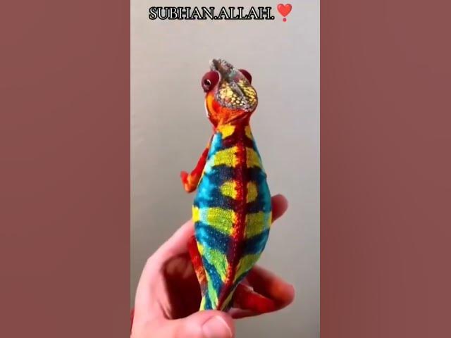 Video thumbnail for amazing👍 #shorts