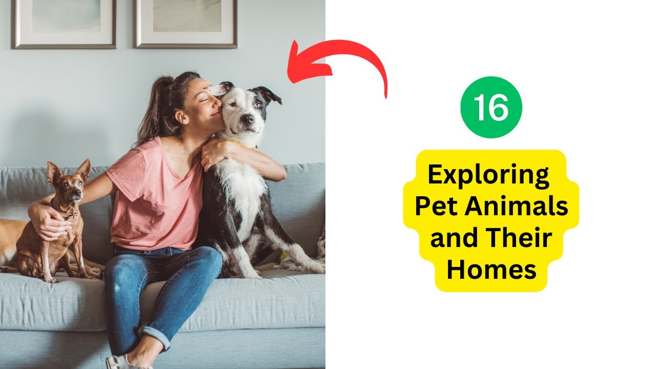 'Video thumbnail for Exploring Pet Animals and Their Homes | Educational Video'