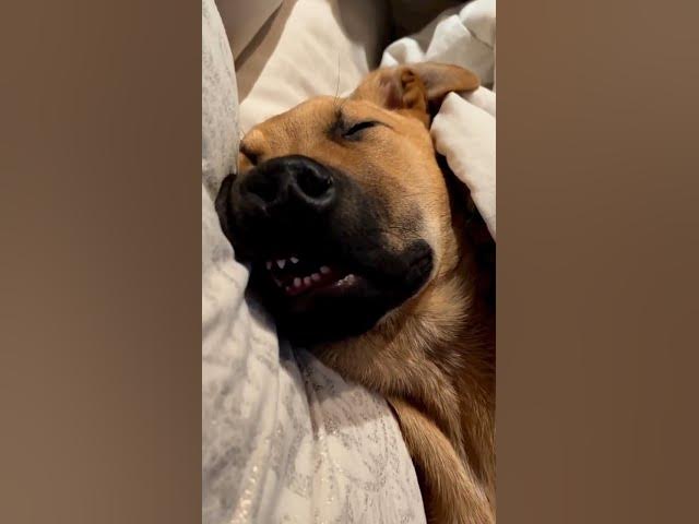 'Video thumbnail for I took a nap! 🐕 #cutestdogs #dogsleeping #dogasleep #happydogs #sleepingdog #sleepydog'