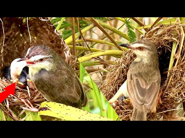 'Video thumbnail for Daily Nourishment: How Baby Birds Grow and Feed in Their Nest [ @ViralBirdNest  ]'