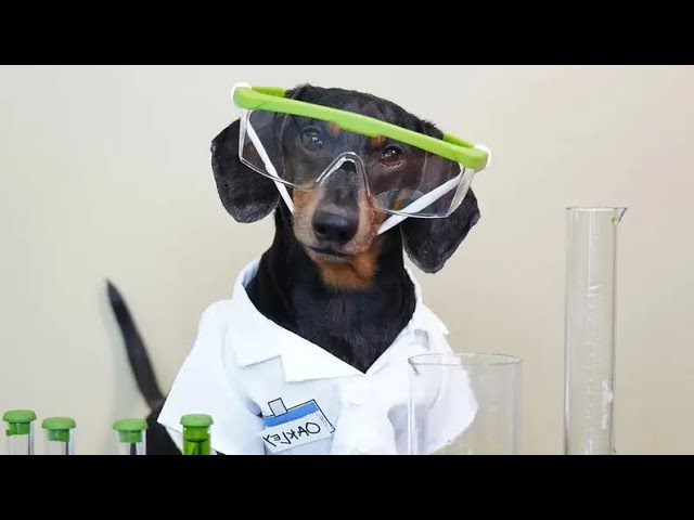 'Video thumbnail for The Science of Your Dog by Doggozila Magazine'