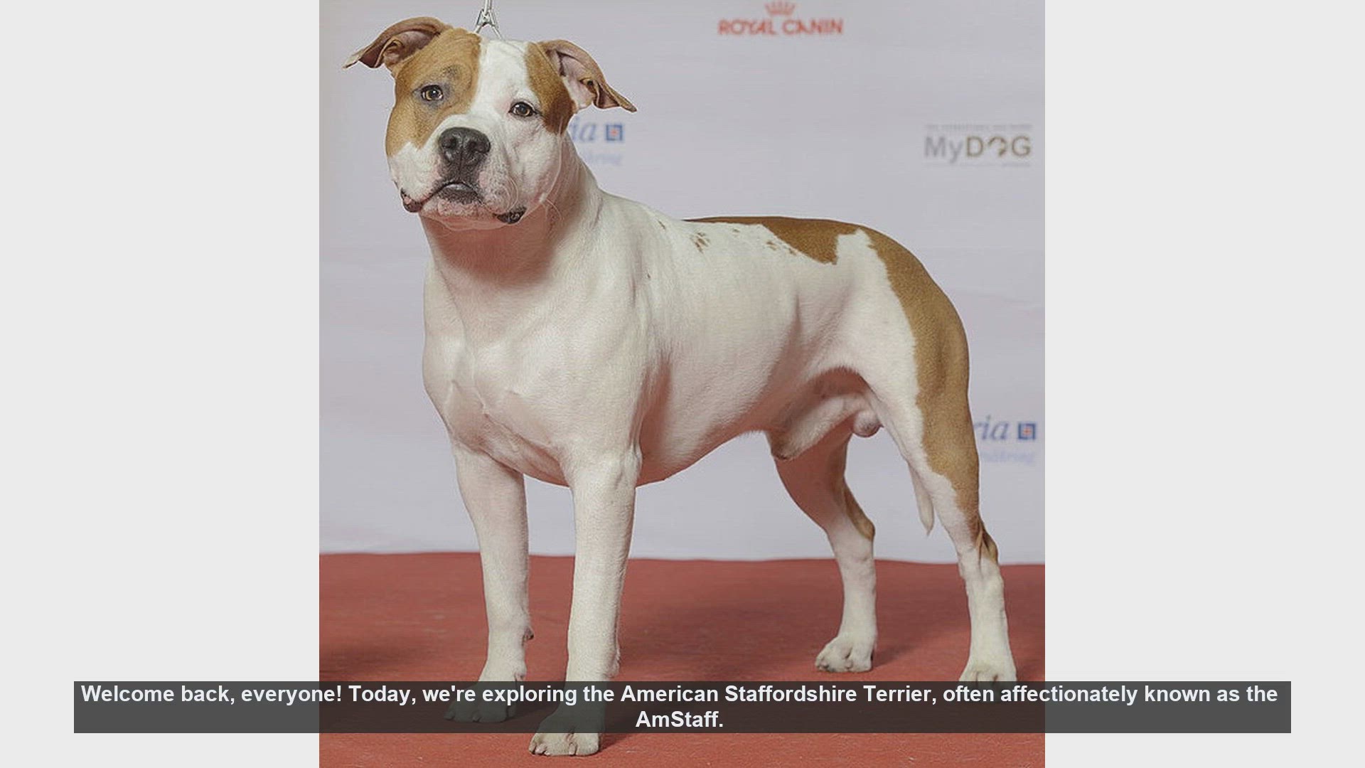Video thumbnail for American Staffordshire Terrier: Pros and Cons