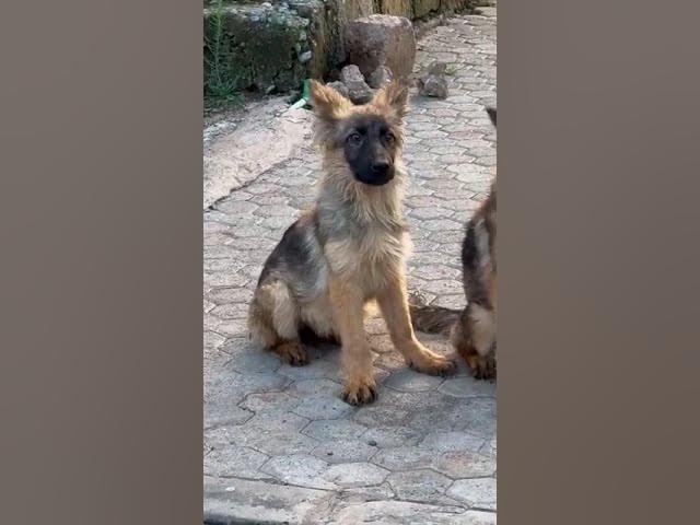 Video thumbnail for #dogs #germanshepherd