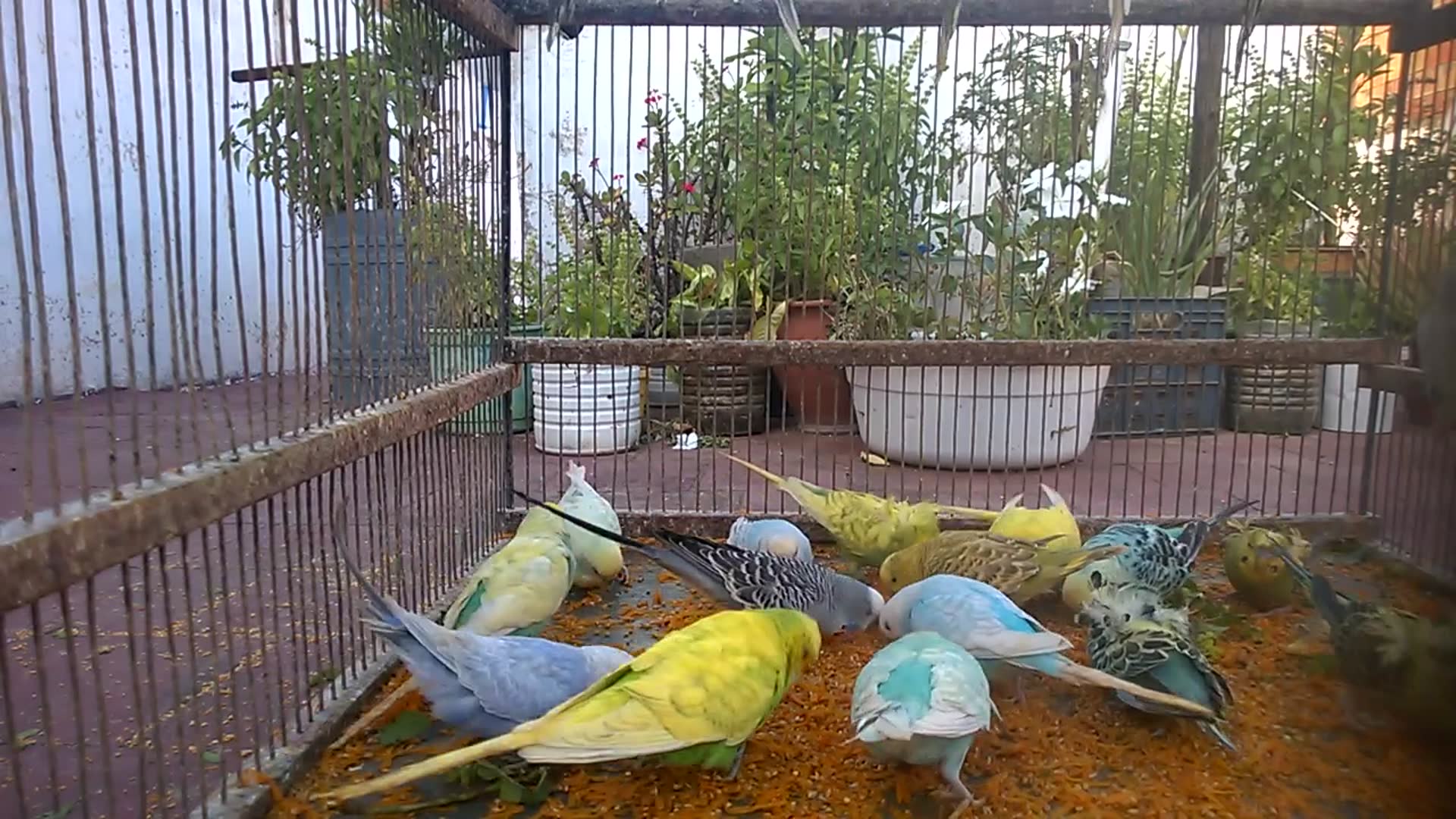 'Video thumbnail for 🎬 Budgie Reality Show 🐥  What They Do When You're Not Looking 😆 #BudgieLife'