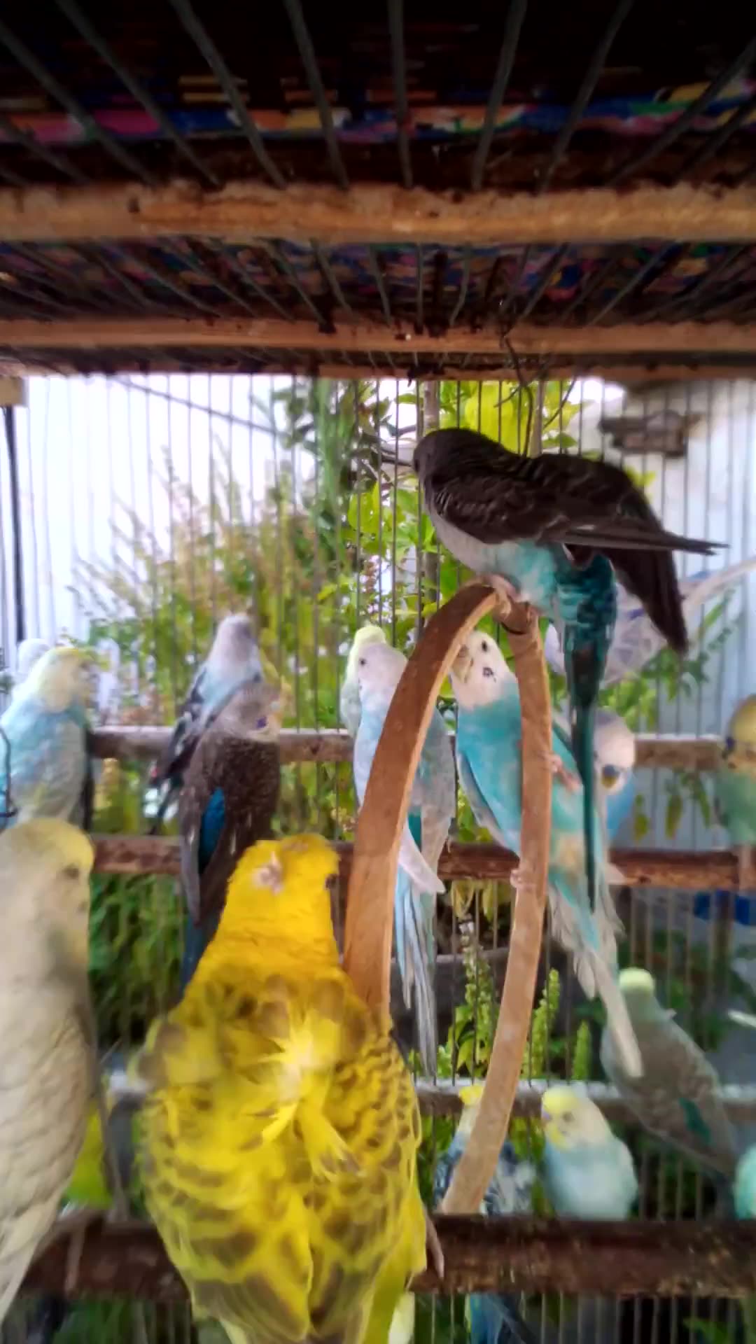 'Video thumbnail for This Amazon bird toy is SO COOL#birds#parrot #birdslover #budgis #lovebirds #budgiegar #cute #health'