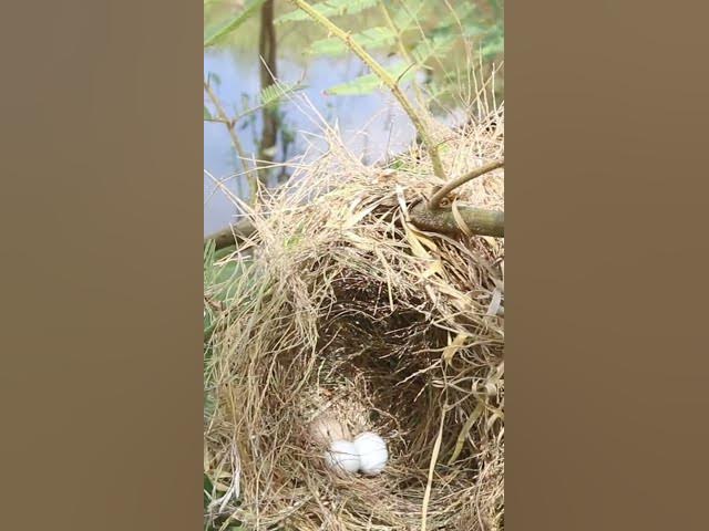 'Video thumbnail for #birds #topbird #birdspotting #birdslover #birdwatch #wildlife #birdwatching #nature #birdfeeding #b'