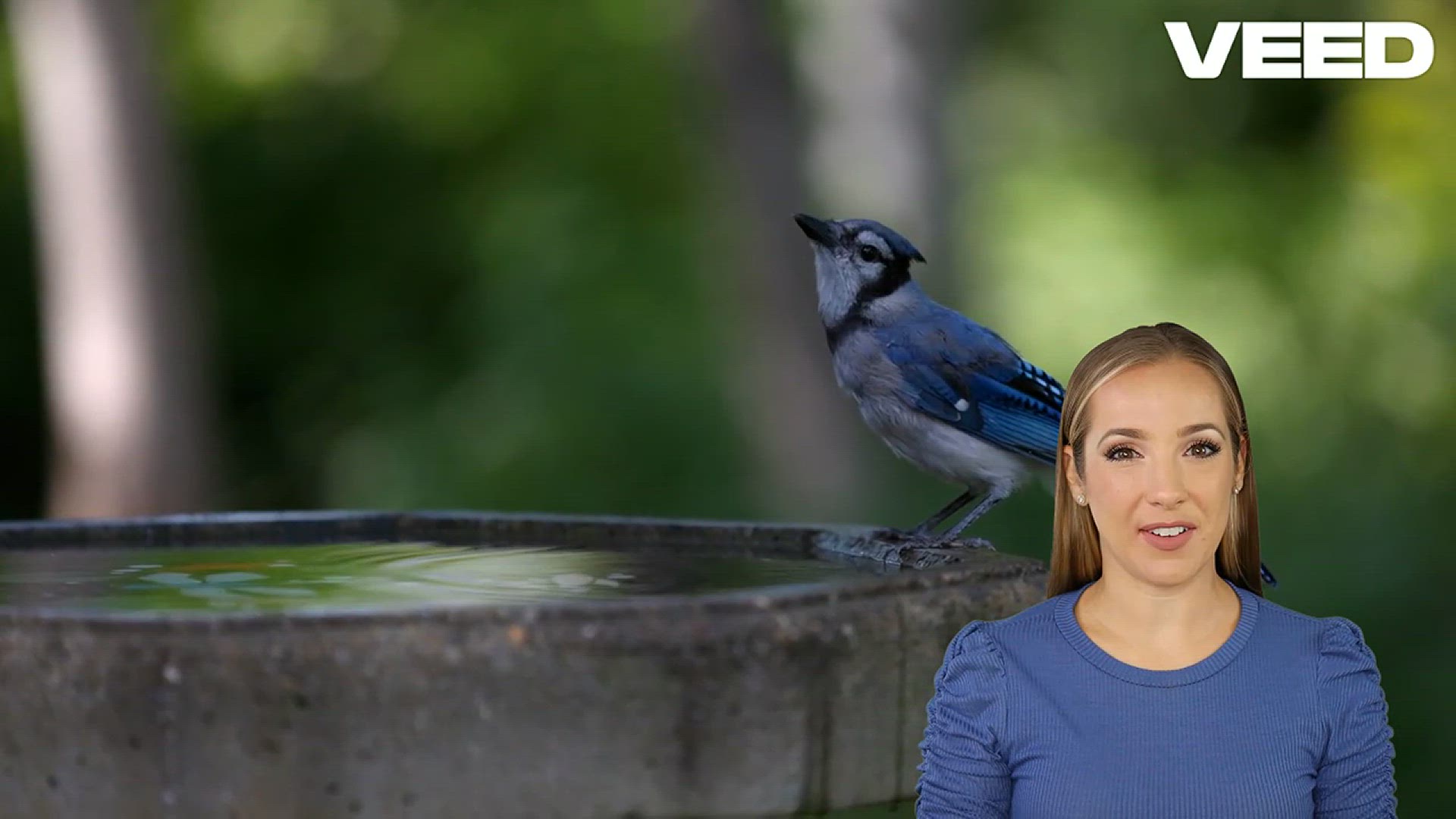'Video thumbnail for Discover 19 Biblical Meanings of Blue Jays'