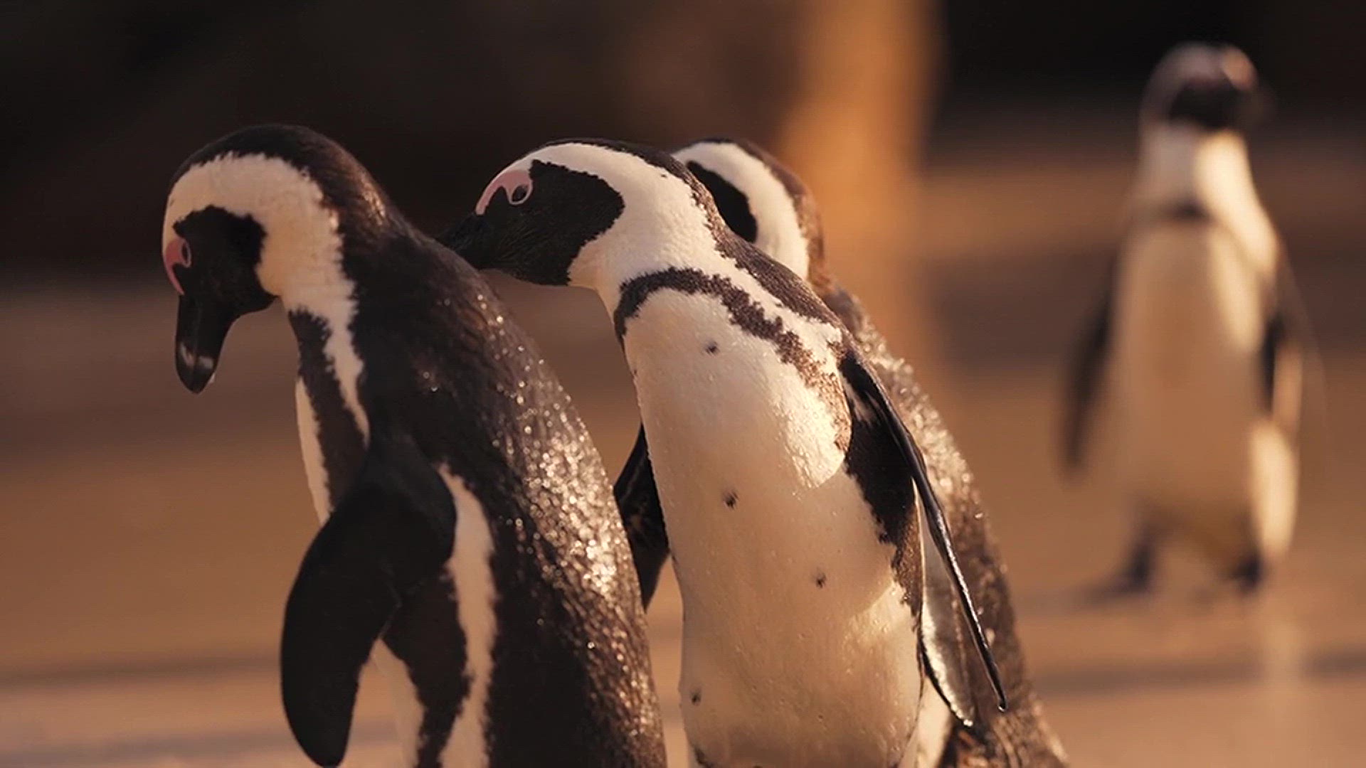 Video thumbnail for penguin 2
