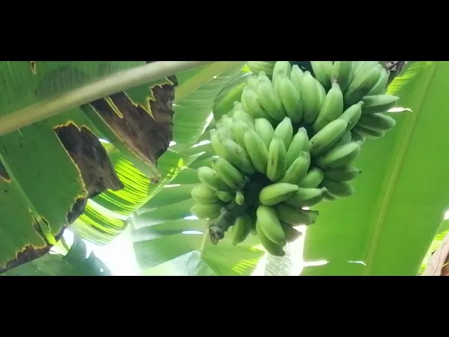 Video thumbnail for Banana Fruit Plant