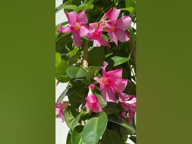 Video thumbnail for 50 Best Container Flowers for Full Sun