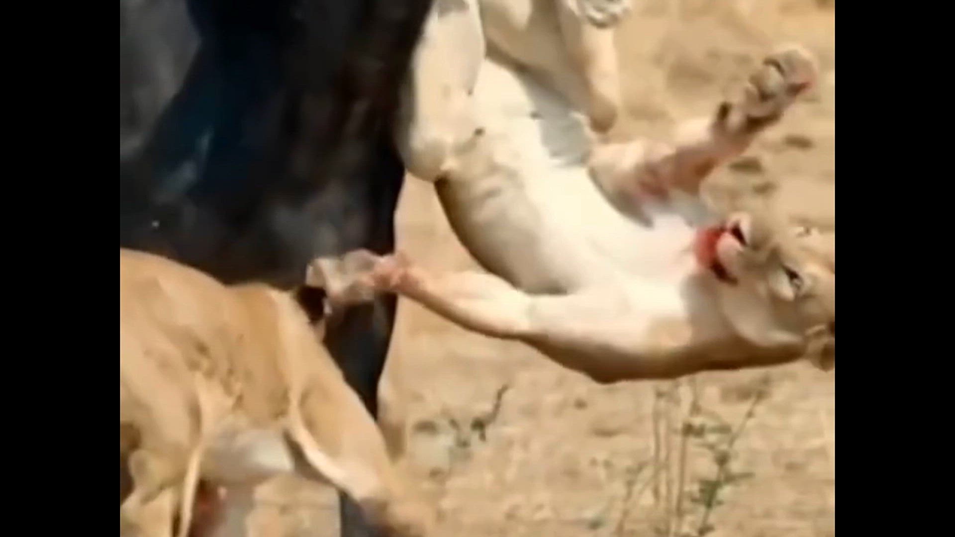 'Video thumbnail for  Lions vs. Buffaloes, Predators and Prey Face Off in the wild'