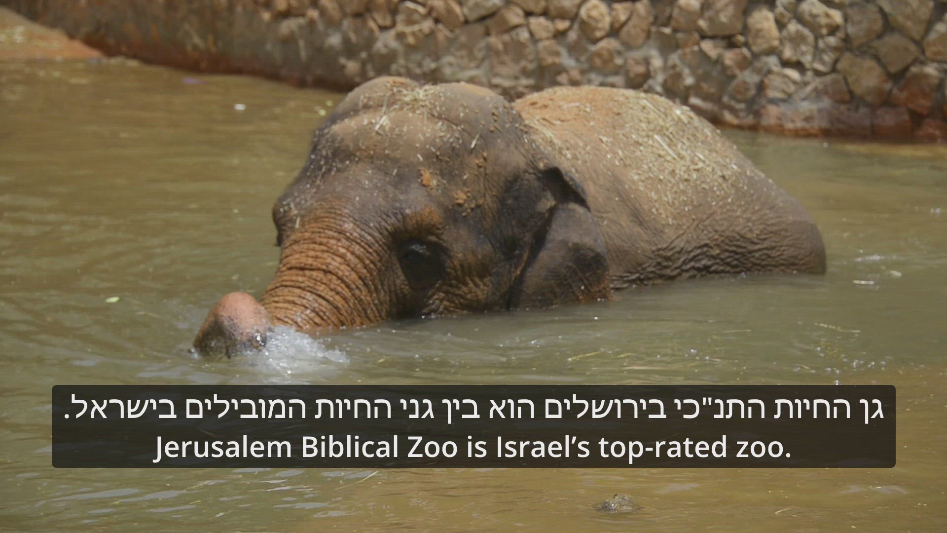 'Video thumbnail for Jerusalem Biblical Zoo'
