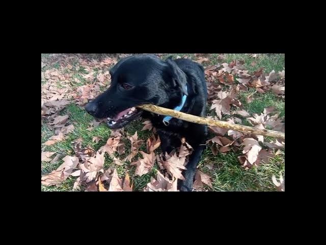 'Video thumbnail for Dog Playtime Dog Play the Flute#dogplaytime #doggoals #dogshorts #smartdog #dogadventures #smartdog'