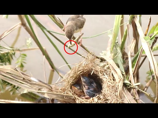 'Video thumbnail for From Nest to Beak: Rice Sparrow's Baby Bird Diet'