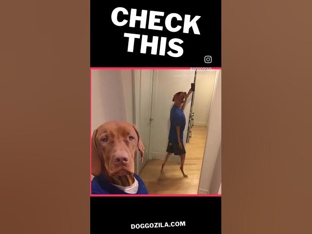 'Video thumbnail for Natural Dog Health - Indoor Dog Games'