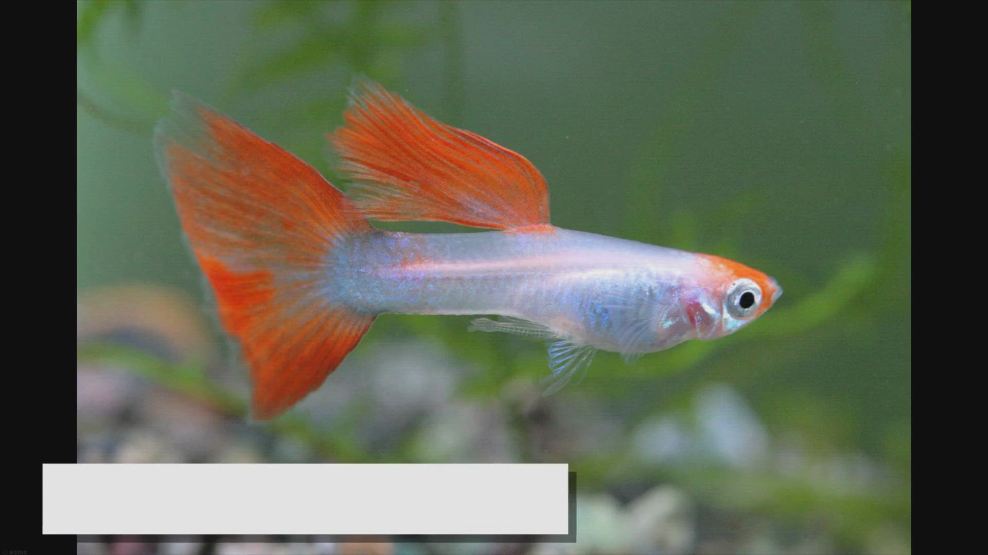 Video thumbnail for Guppy Fish Care Guide: Tips for Keeping Healthy Guppies