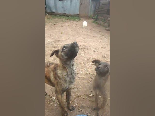 Video thumbnail for dog enjoying
