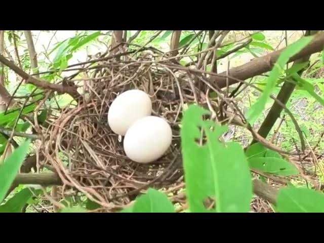 Video thumbnail for Egg wild dove bird on nest to growth everydays
