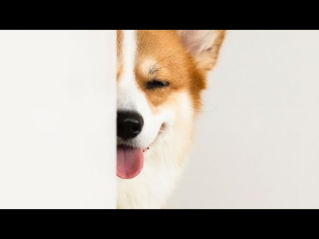 'Video thumbnail for Dog's Most Wanted - Most Popular Dog Breeds | Dog Magazine'
