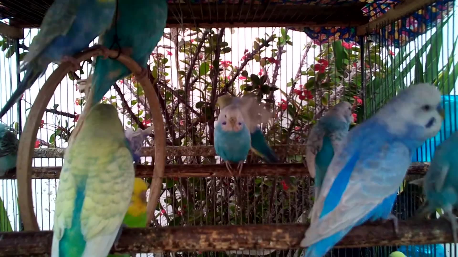 'Video thumbnail for Budgie Flock Sing Along   Magical Birdsong Symphony#BirdChoir #NatureMusic'