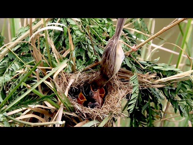 Video thumbnail for In field wild bird here | Baby's bird to wait eat food