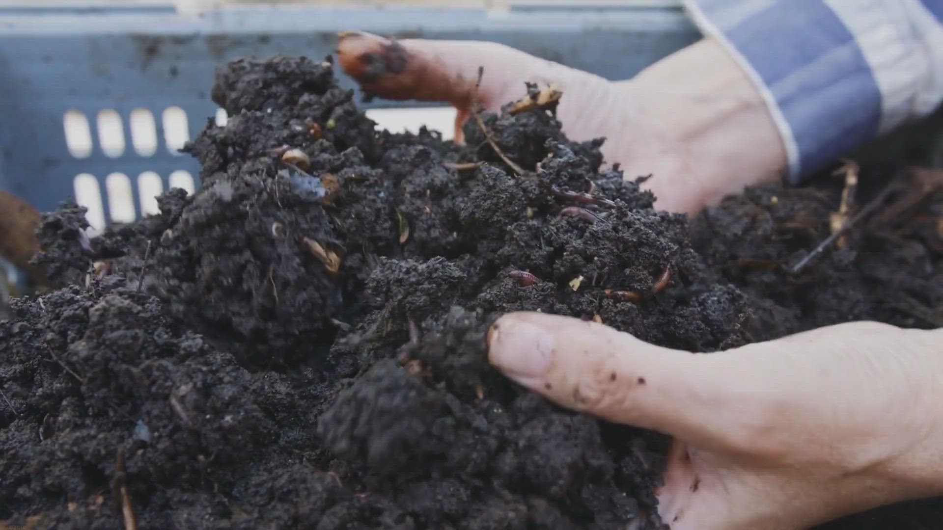 Video thumbnail for Sustainable Gardening: Harvesting Rainwater for Thriving Flowers