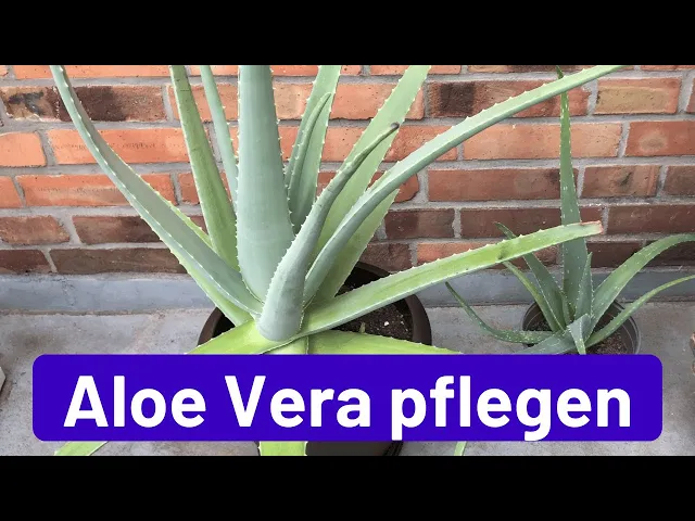 'Video thumbnail for Aloe Vera pflegen: Standort, Erde, gießen, schneiden, umtopfen, vermehren, ernten'