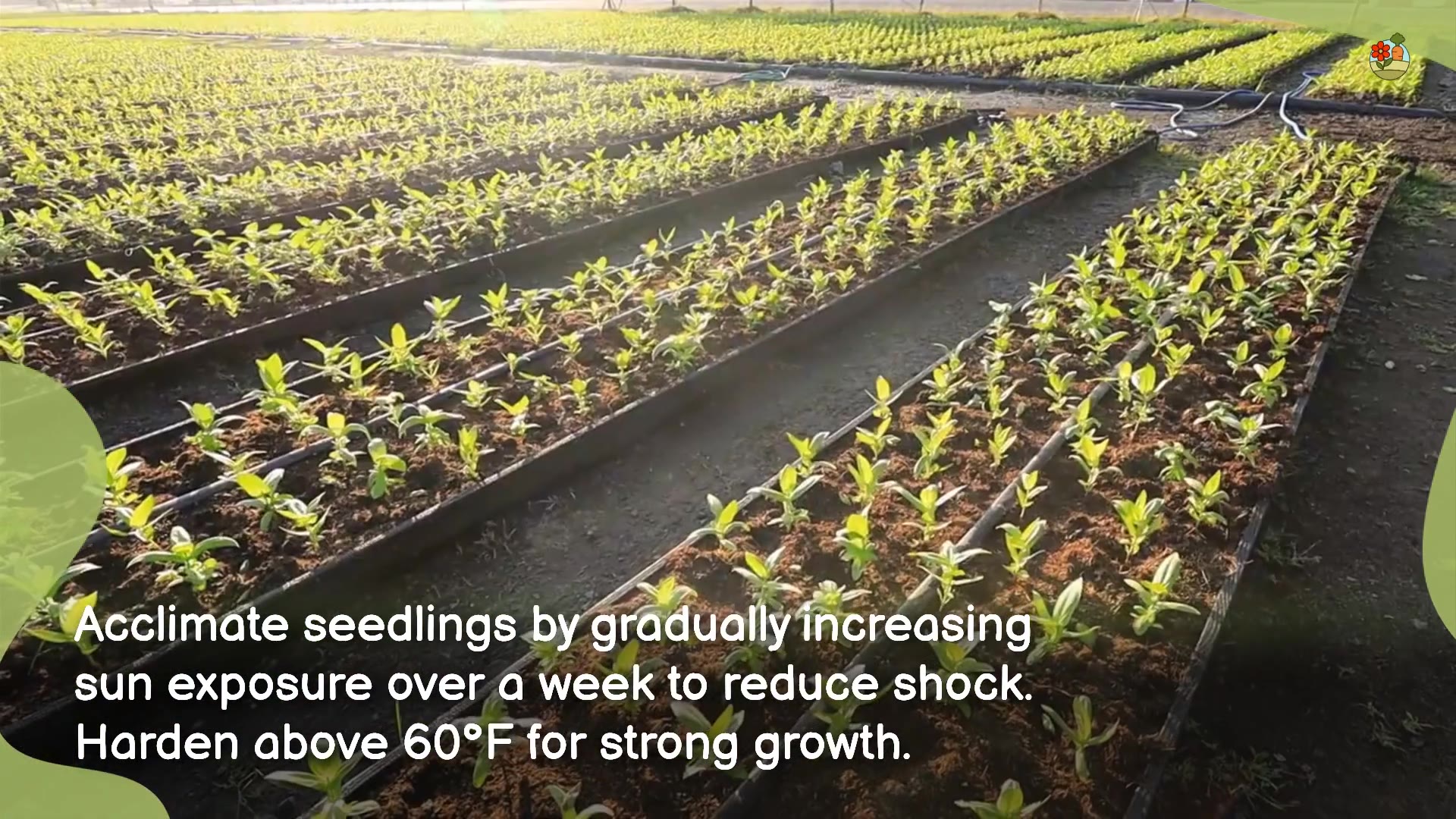 'Video thumbnail for Gardening Tips For Transplanting Vegetables Into Your Garden'