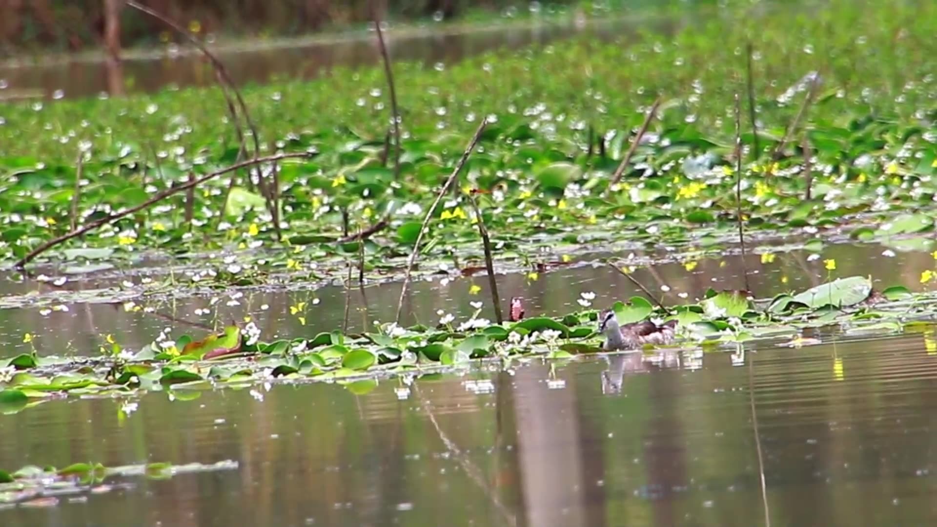 'Video thumbnail for Duck bird catch fish eat in lake'