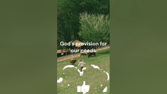 Video thumbnail for Psalm 23:1 | Verse Explanation #bibleverses #biblestudy #christ #psalm23 #psalms #shorts