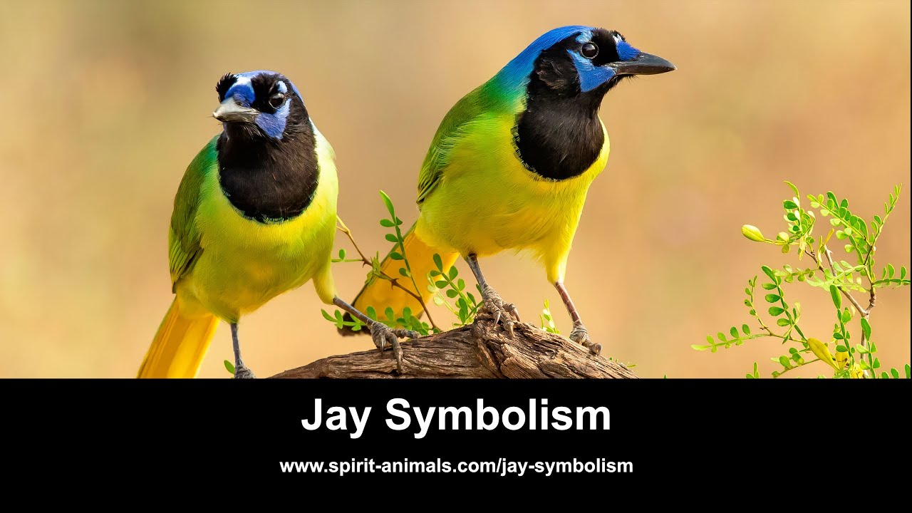 Video thumbnail for Jay Symbolism