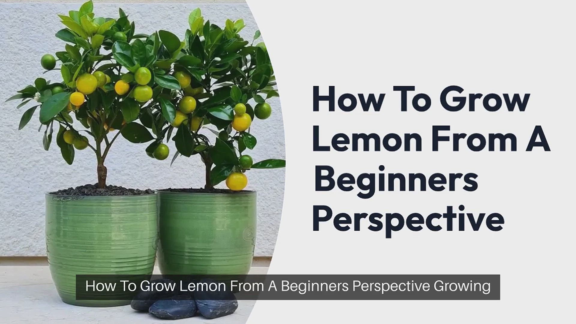 How To Grow Lemon Trees at Home -