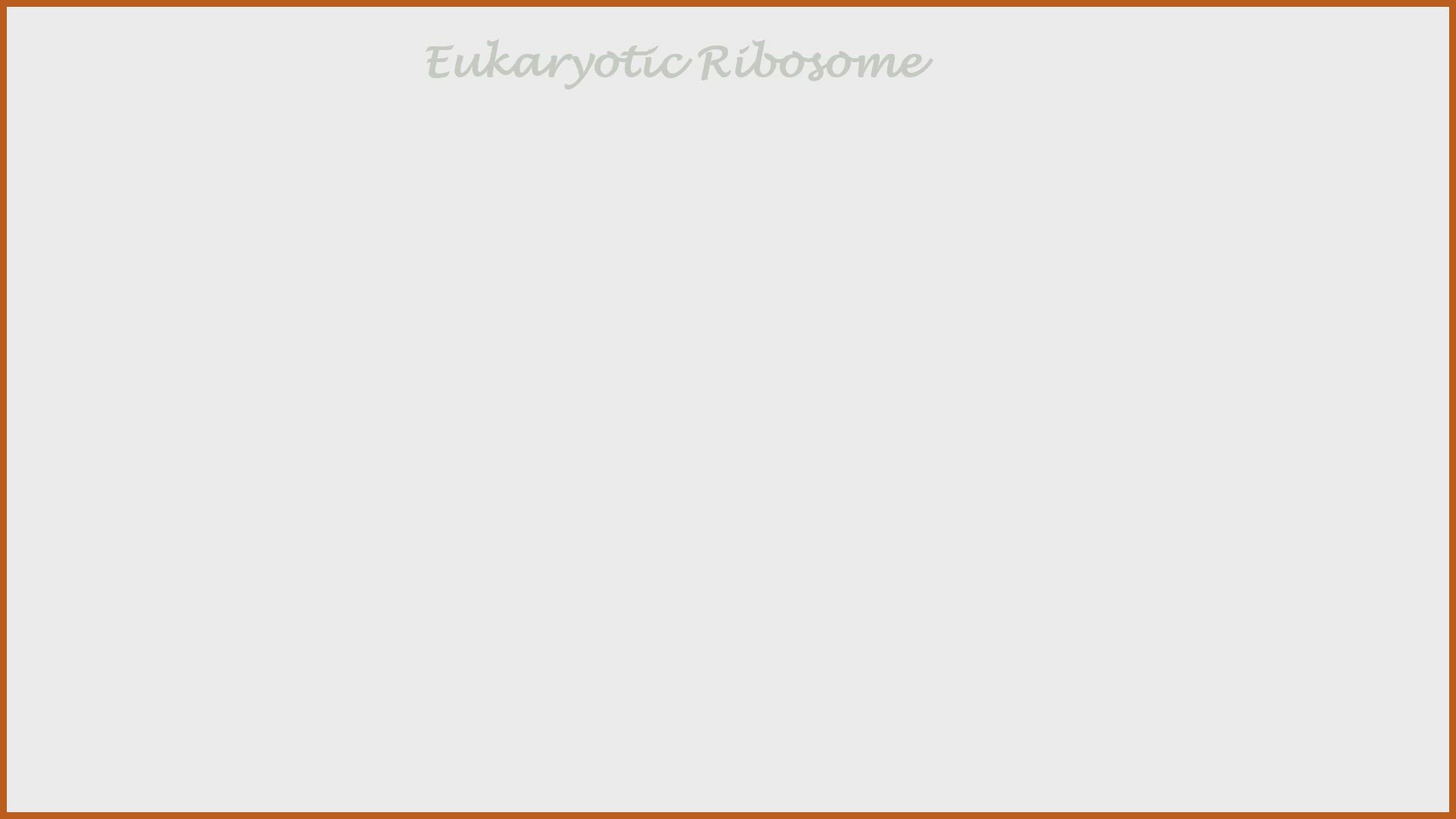 Video thumbnail for Prokaryotic  & Eukaryotic Ribosome
