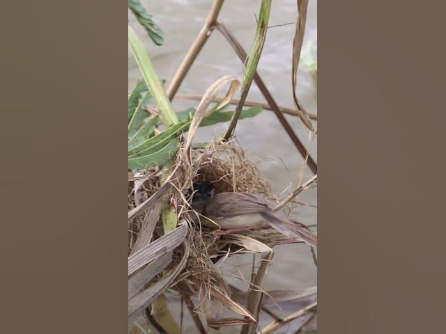 'Video thumbnail for Babies Bird Eat  #birdwatching #birdspotting #nature #birdslover #birds #birdkids #birdparent'