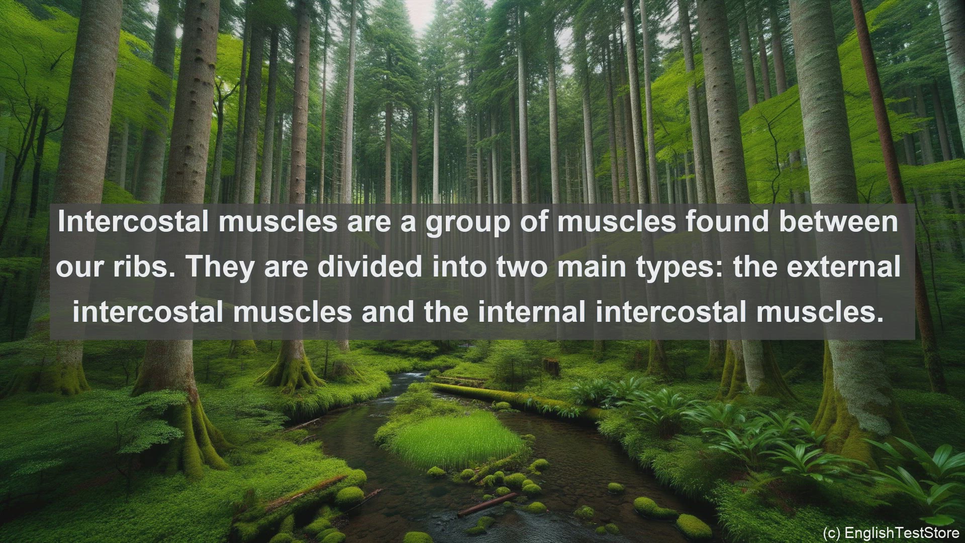 'Video thumbnail for Intercostal muscles in science  definition and examples'