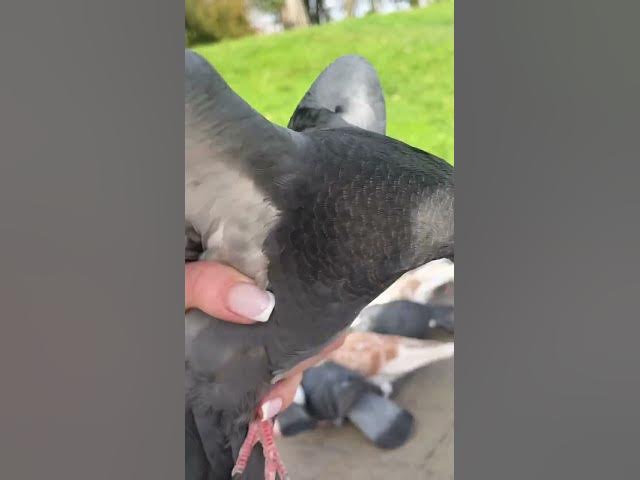 Video thumbnail for Cute pigeonπππ₯°#shorts