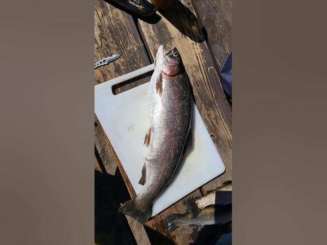 Video thumbnail for Big Catch of the Day #fishingtrips