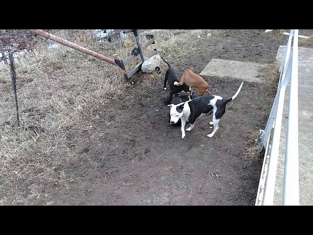 Video thumbnail for DIZZY PLAYING WITH HER PUPPIES