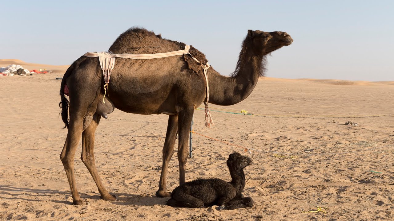 'Video thumbnail for Schwarze Kamele in der Rub al-Khali | Oman'