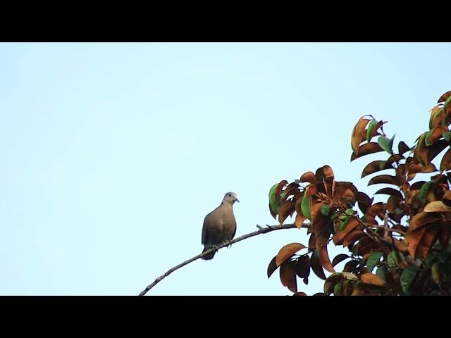 Video thumbnail for Under try wild dove stay here to crie