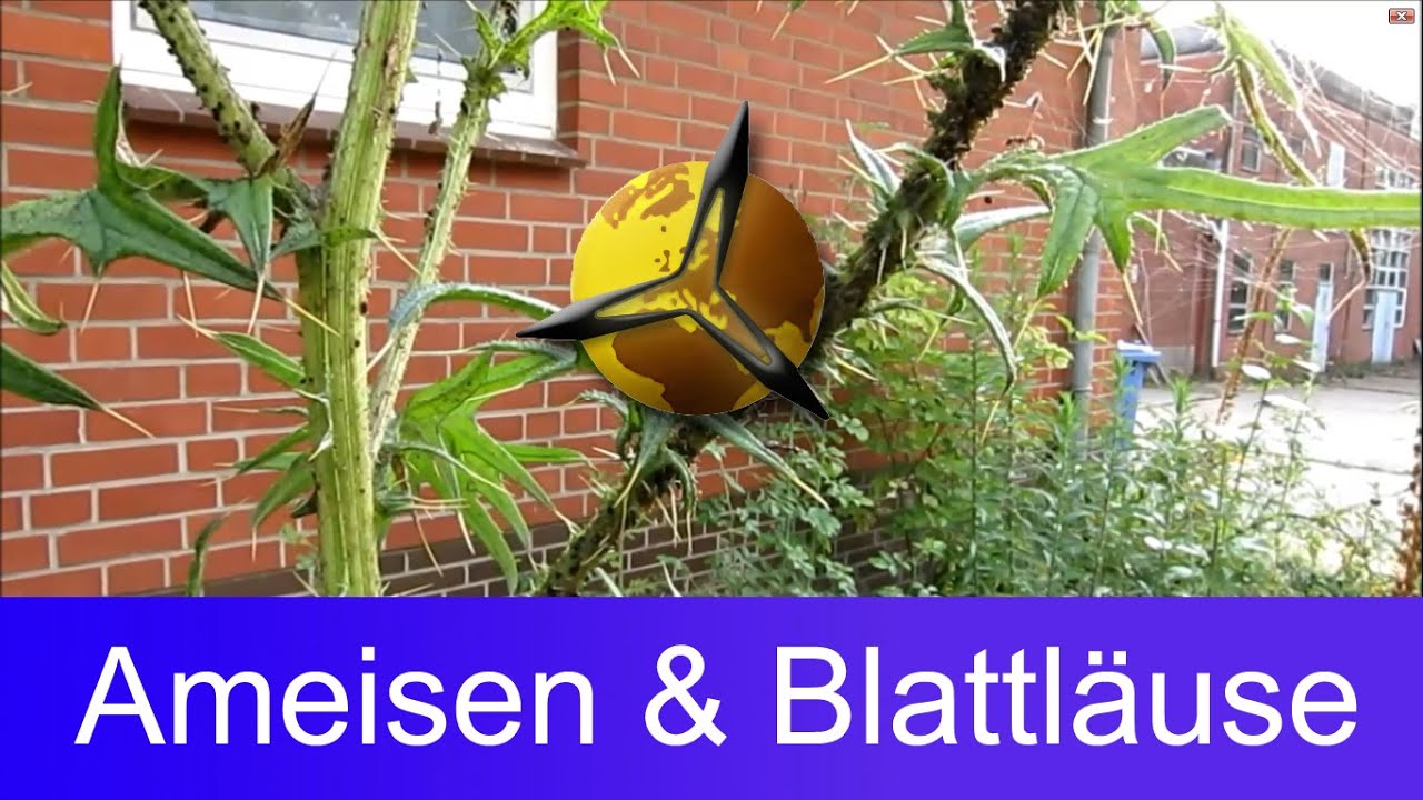 'Video thumbnail for Ameisenplage: Wie Ameisen Blattläuse züchten'